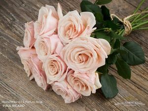 ROSE PAUL RICARD 50